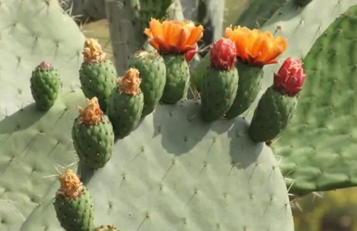 Опунция с дълга осина