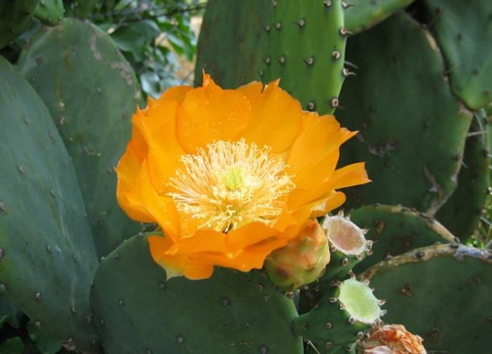 Индийска бодлива круша