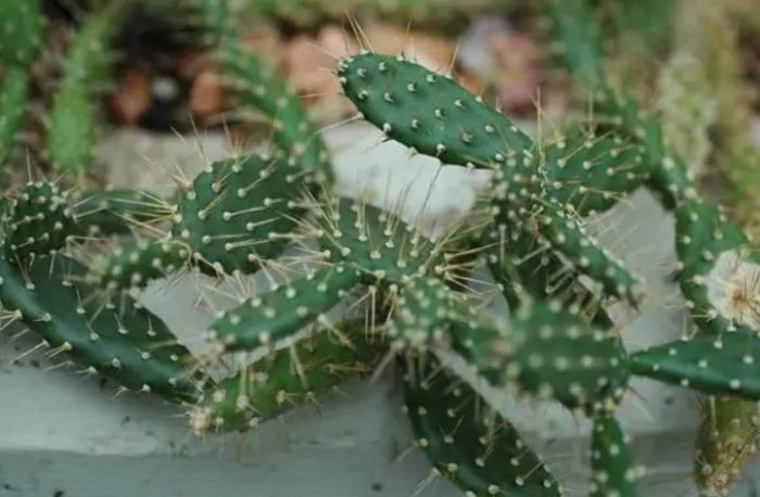 Бодлива круша от Кюрасао