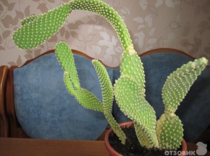 Бодлива круша в саксия