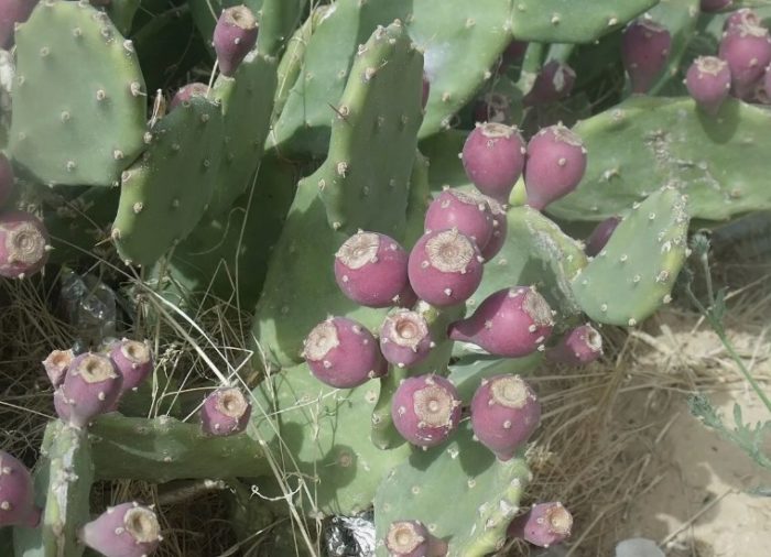 Компресирана бодлива круша