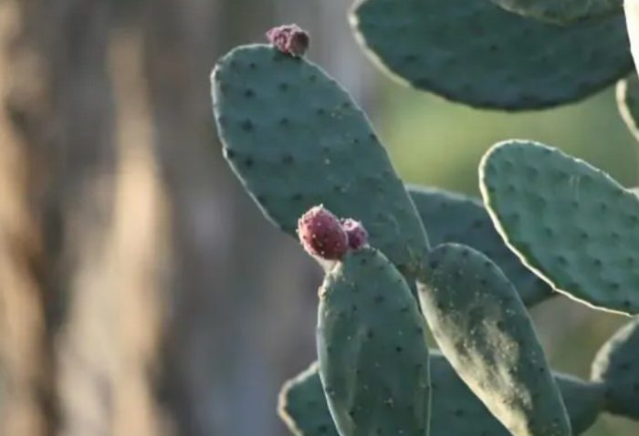 Филцова бодлива круша