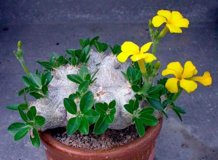 Пахиподиум brevis