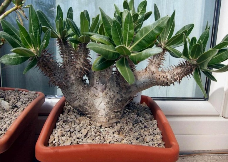 Разклонен сорт Ламер