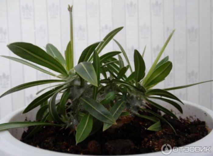 Появата на дръжка