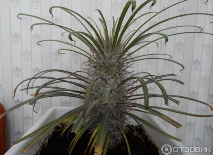 Пахиподиум джайи