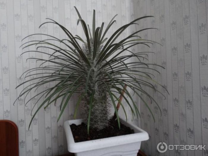 Пораснал Pachypodium jayi