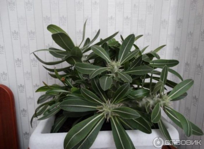 Пахиподиум Хоромбензе