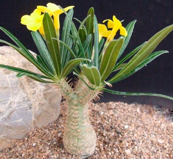 Пахиподиум розета