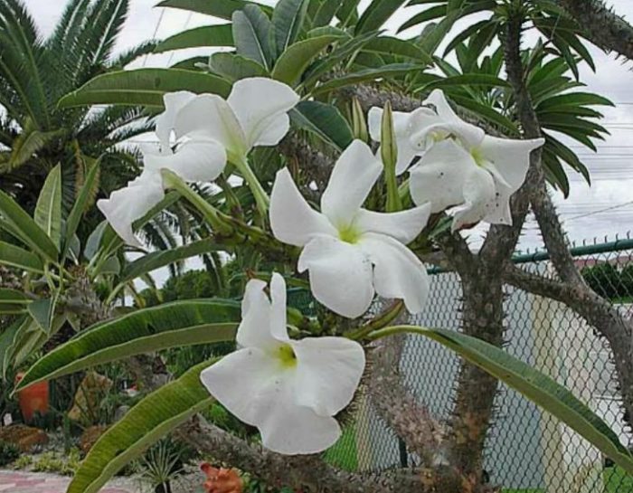 Пахиподиум рутенбергианум