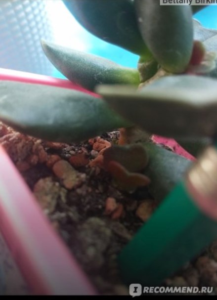 Стреля в корените Деца на сукулент