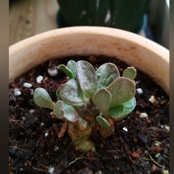 Сушене на листа от Adromischus Болен адромискус