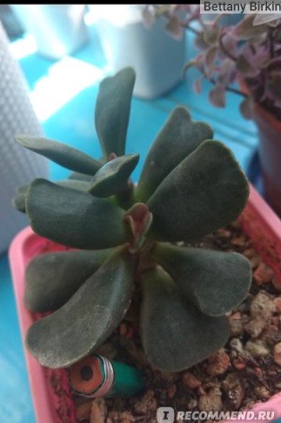 Всяко листо е бебе Сукулент Адромискус