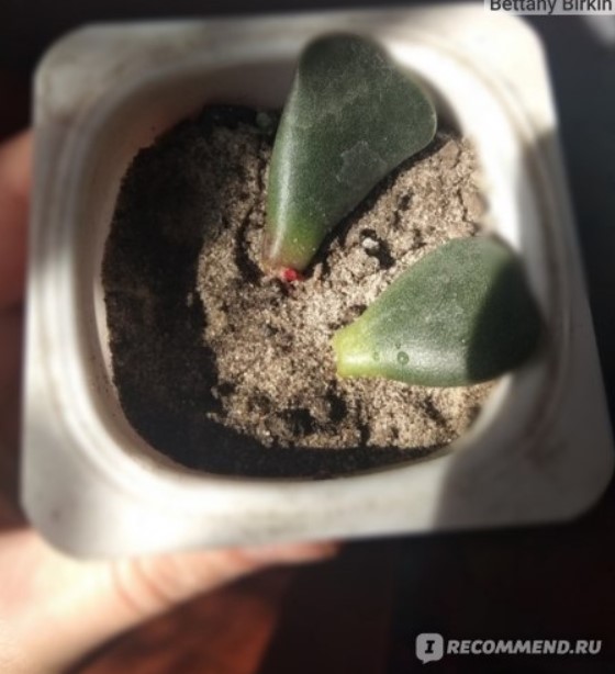 Засадени листа Пясък за вкореняване