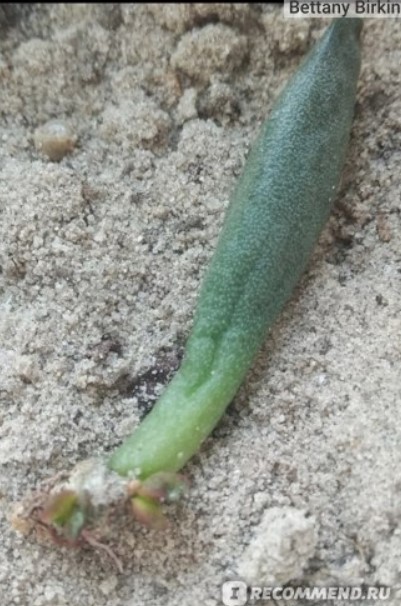 Корени на листо Подаръчна листовка