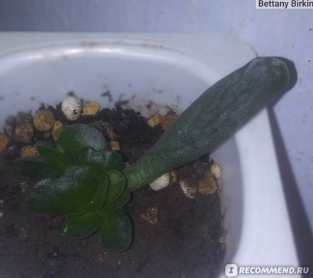 Вкореняване и растеж на листата Листни издънки