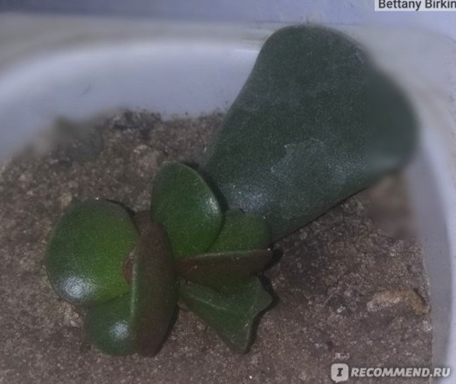 Почва за сукуленти Деца, растящи в пясъка