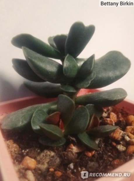 Прост адромискус Растение с волани