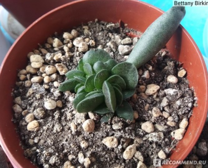 Листото поникна Друг сорт Adromischus