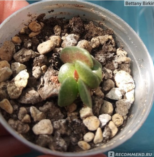 Листата почерняват на слънце Адромишус през пролетта