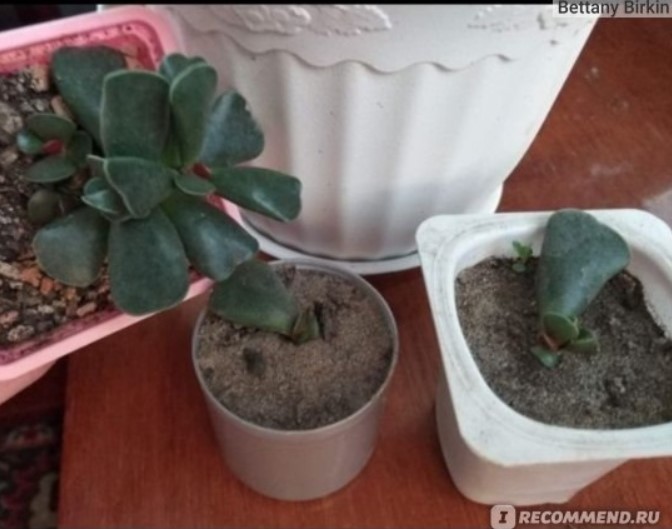 Трансплантация на бебета Сукулент като подарък