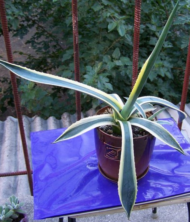 Агаве филифера Американска агава