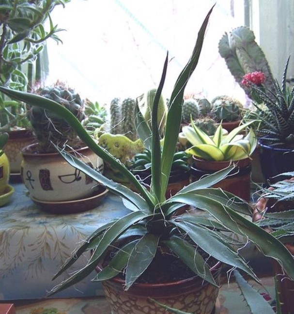 Агава филаментоза нишковидна агава