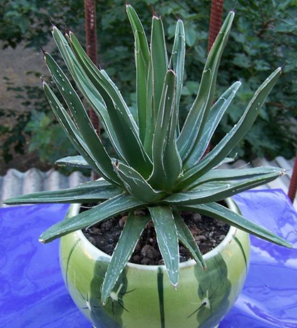 Агава Виктория-Регине Кралица Виктория