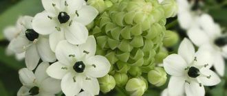 Орнитогалум или орнитогалум