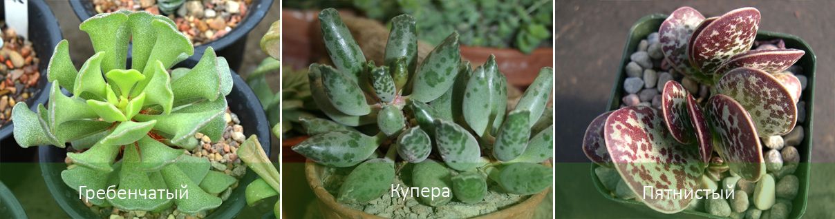 Основни видове Adromischus Видове Адромишус