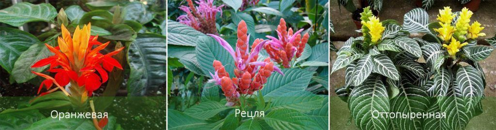 Видове Афеландра