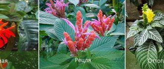 Видове Афеландра