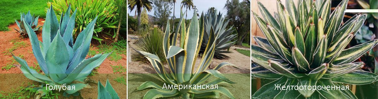 Основни видове агаве Видове агаве