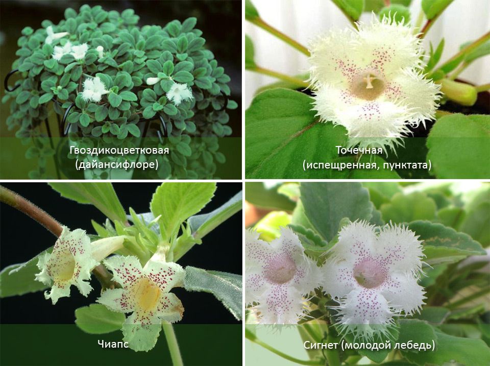 Тропически сортове цветя Сортове алсобия