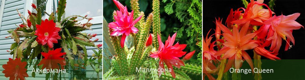 Видове апорокактус