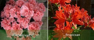 Видове азалии за дома