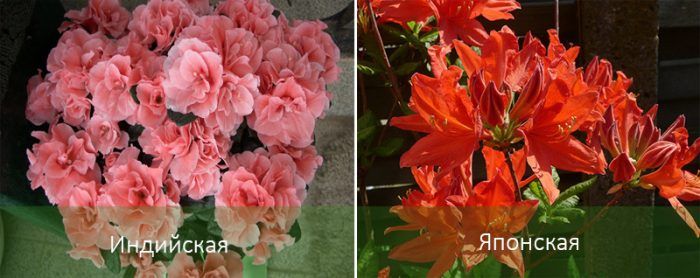 Видове азалии за дома