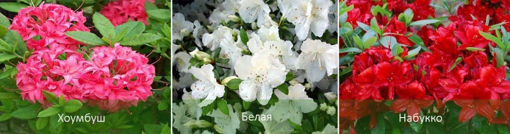 Видове азалии за градината