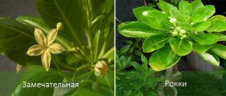 Видове Бригамия