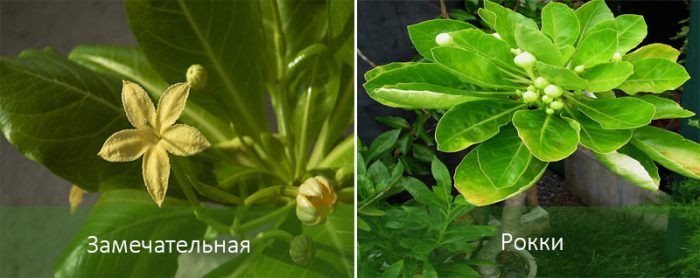 Популярни видове Бригамия Видове Бригамия