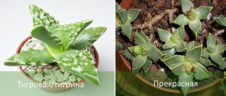 Видове фаукария