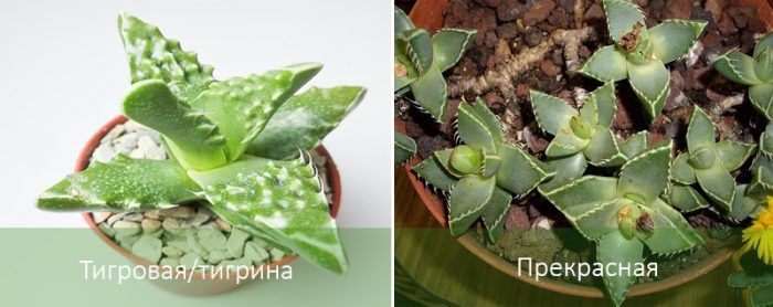 Видове фаукария