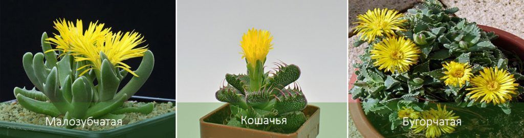 Видове фаукария