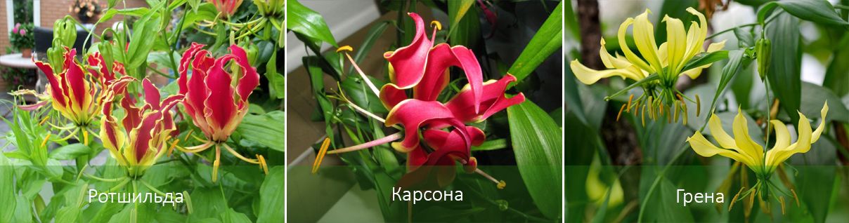 Основни видове Глориоза Видове Глориоза