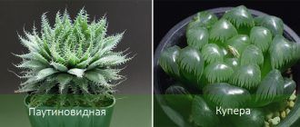 Видове хавортия