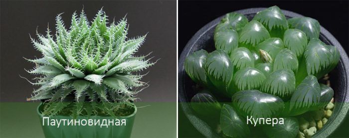 Видове хавортия