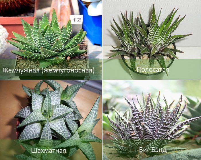 Видове хавортия