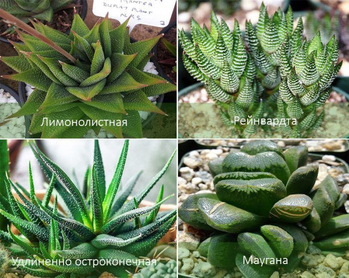 Видове хавортия