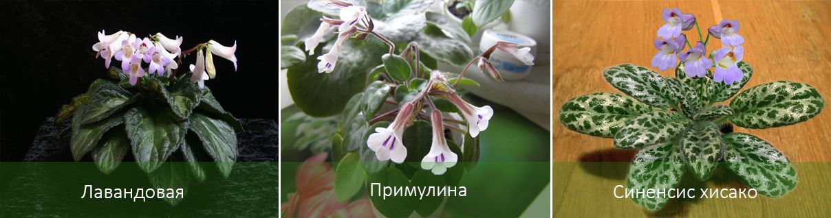 Основни видове хирит Видове хирит