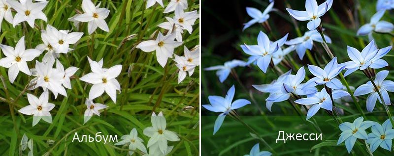 Албум и Джеси Видове Ифейон